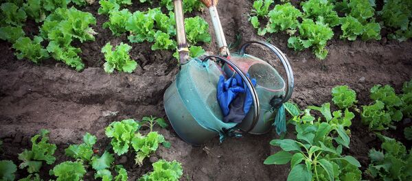 Огород - Sputnik Беларусь