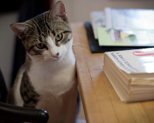 Кошка за письменным столом - Sputnik Беларусь