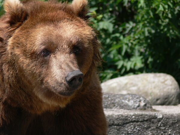 Медведь в зоопарке - Sputnik Беларусь