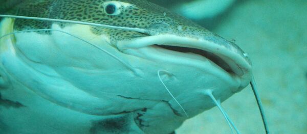 Сом - Sputnik Беларусь