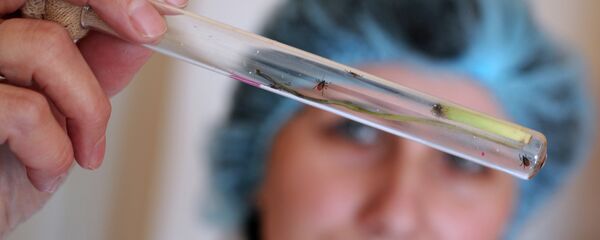 Исследование клещей в паразитологической лаборатории - Sputnik Беларусь