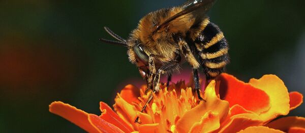 Пчала - Sputnik Беларусь