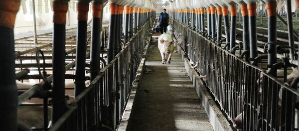 Свінакомплекс Свінакомплекс - Sputnik Беларусь