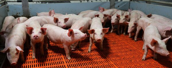 Работа свинокомплекса Работа свинокомплекса - Sputnik Беларусь