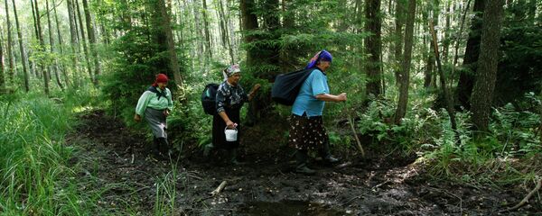 Сбор черники в лесу в Брестской области - Sputnik Беларусь