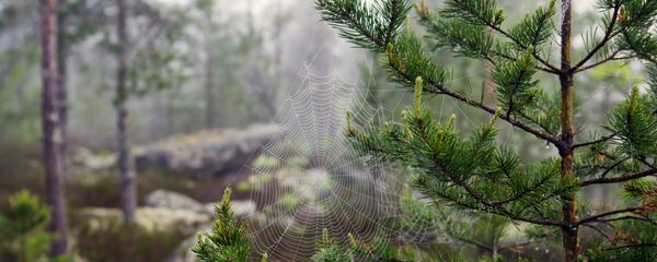 Паутина в лесу - Sputnik Беларусь