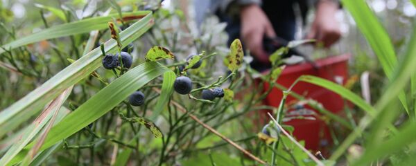 Сбор черники в лесу - Sputnik Беларусь