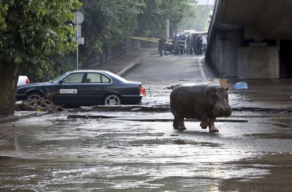 Бегемот ходзіць па затопленых вуліцах Тбілісі - Sputnik Беларусь