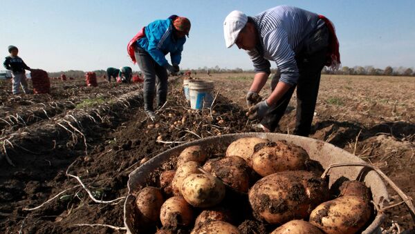 Уборка урожая картофеля  - Sputnik Беларусь