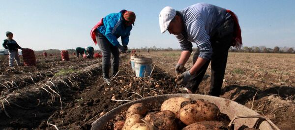 Уборка ўраджаю бульбы - Sputnik Беларусь