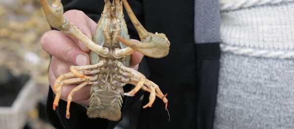 Рак узкопалый - Sputnik Беларусь