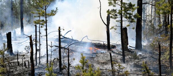 Борьба с лесными пожарами - Sputnik Беларусь