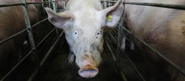 Свинья, архивное фото - Sputnik Беларусь