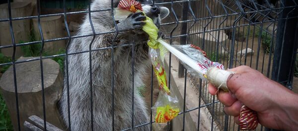 Янот у вальеры - Sputnik Беларусь