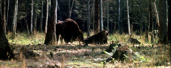 Белавежская пушча Белавежская пушча - Sputnik Беларусь