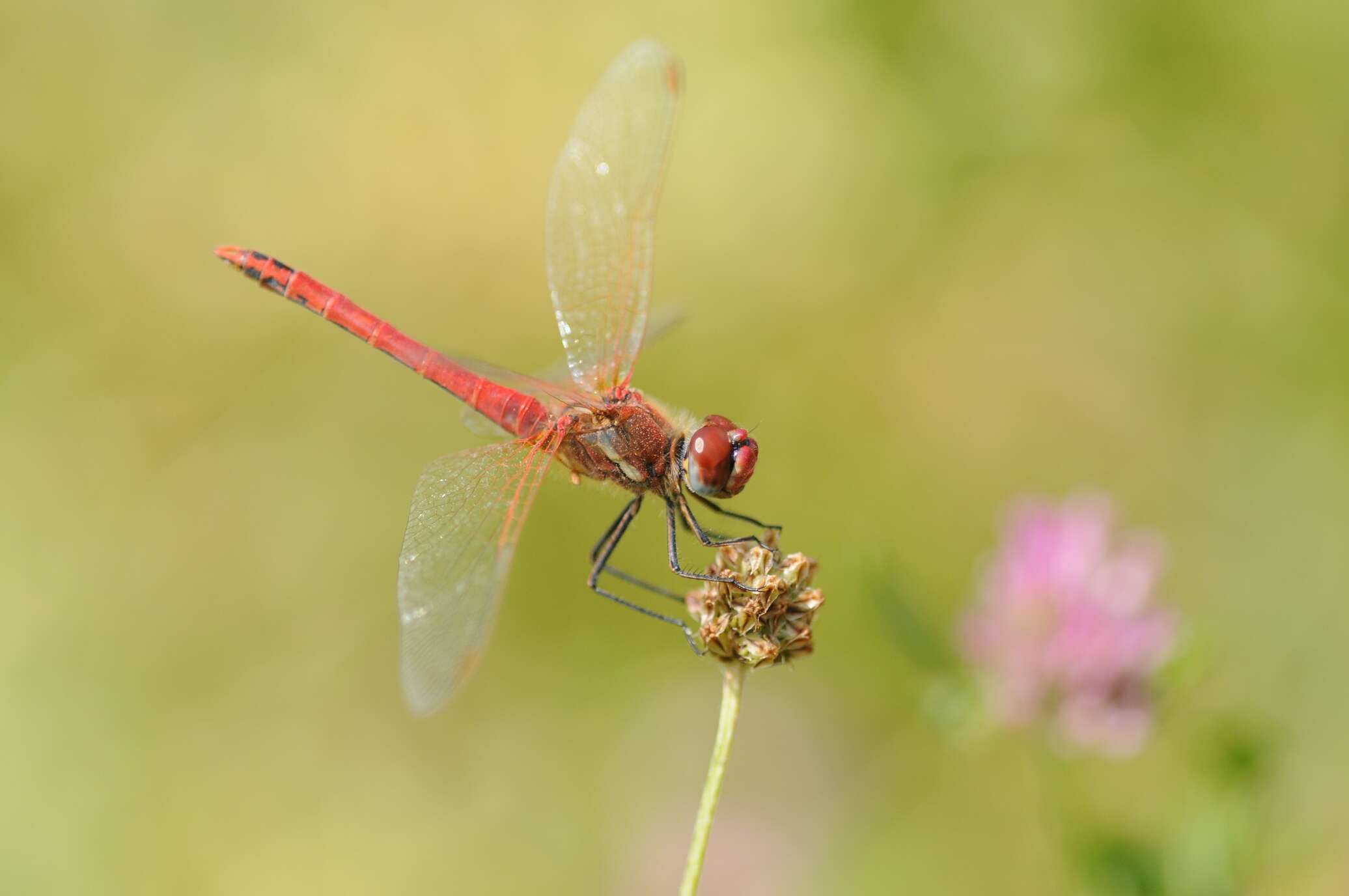 Sympetrum fonscolombii. Стрекоза Фонсколомба. Виды стрекоз в Беларуси есть. Восемь стрекоз.