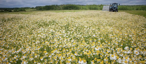 Рамонак аптэчны Рамонак аптэчны - Sputnik Беларусь