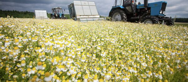 Уборка ромашки - Sputnik Беларусь