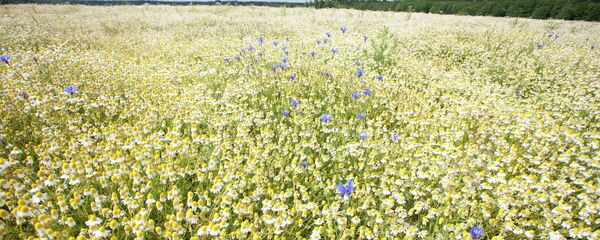 Уборка рамонку - Sputnik Беларусь