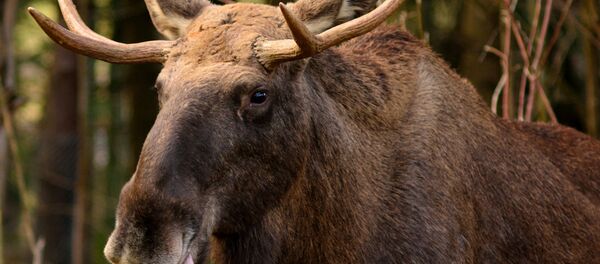 Лось - Sputnik Беларусь