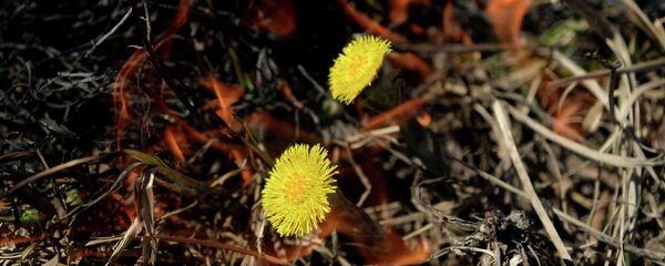 Горение сухой травы - Sputnik Беларусь