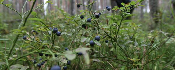 Сбор черники - Sputnik Беларусь