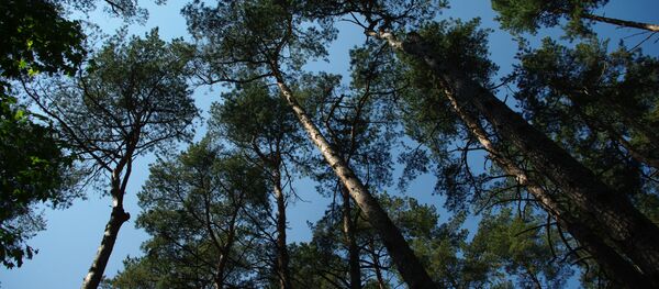 Белорусский лес, архивное фото Белорусский лес, архивное фото - Sputnik Беларусь