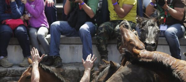 На севере Испании проходит традиционный фестиваль Rapa das Bestas - Sputnik Беларусь