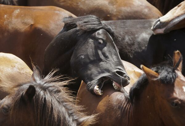 Дикие лошади не испытывают удовольствия от происходящего в испанском Сабуседо - Sputnik Беларусь