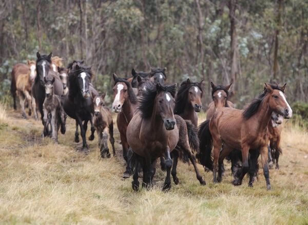Табун диких лошадей покидает Rapa das Bestas до следующего года - Sputnik Беларусь