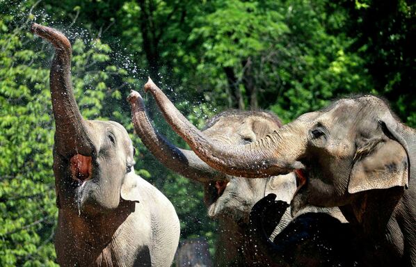 Слоны в берлинском зоопарке - Sputnik Беларусь