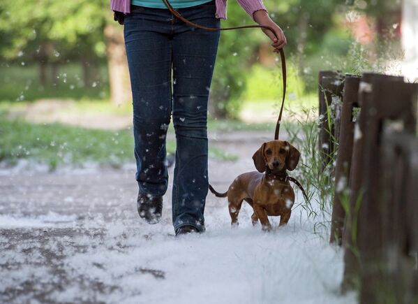 Тополиный пух в Омске - Sputnik Беларусь