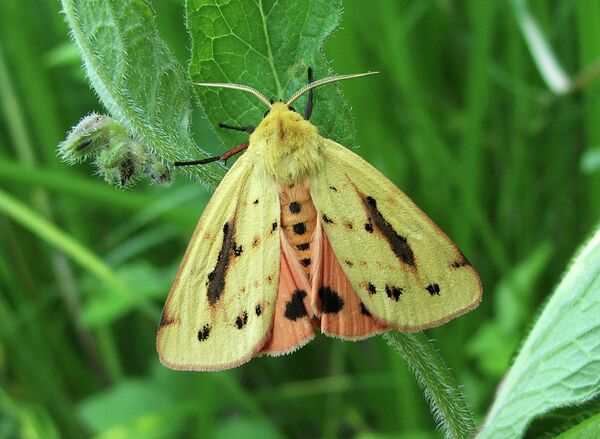 Бабочка медведица-метельки Бабочка медведица-метельки - Sputnik Беларусь