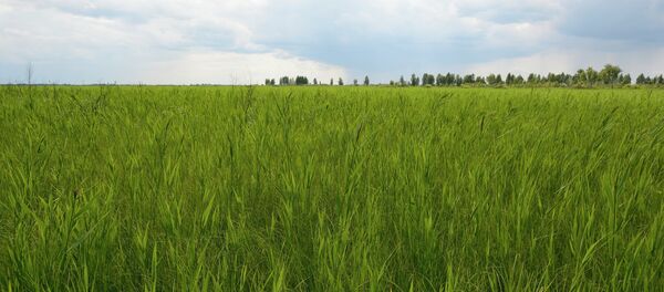 Звонец - самое большое низинное осоково-тростниковое болото в Европе Звонец - самое большое низинное осоково-тростниковое болото в Европе - Sputnik Беларусь