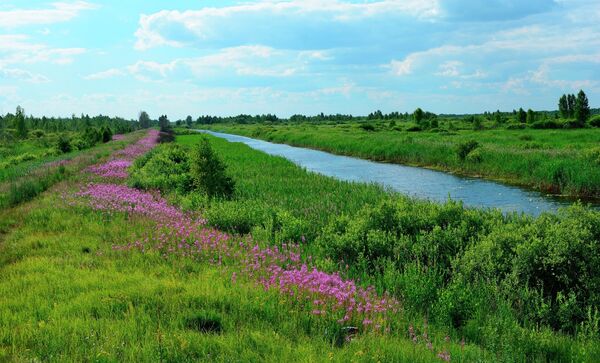 На территории заказника Званец На территории заказника Званец - Sputnik Беларусь