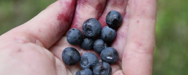 Сбор черники - Sputnik Беларусь