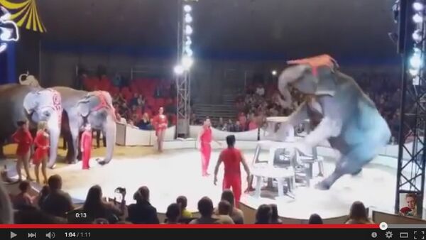 Слон упал в цирке - Sputnik Беларусь