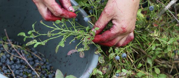 Сбор черники - Sputnik Беларусь