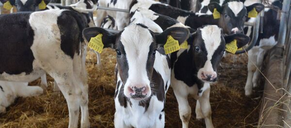 Теленок, архивное фото - Sputnik Беларусь