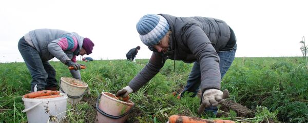 Безработные городские жители убирают морковь в Минской области - Sputnik Беларусь
