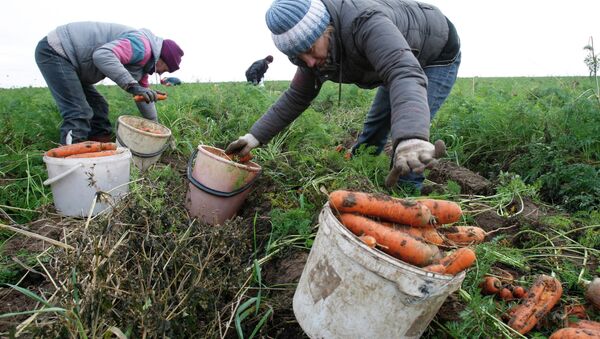Безработные городские жители убирают морковь в Минской области - Sputnik Беларусь