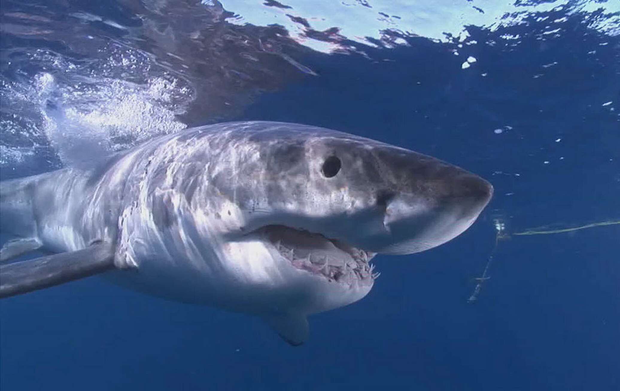 Видео акулы больше. Большие акулы. Белая акула. Самая большая акула. Большая белая акула.