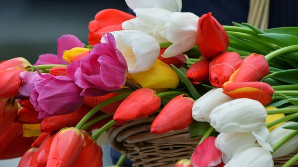 Тюльпаны - Sputnik Беларусь