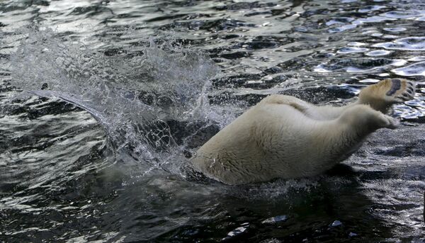 Полярный медведь в жаркий летний день прыгает в воду в Пражском зоопарке - Sputnik Беларусь