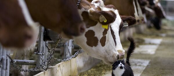 Коровы и кот Коровы и кот - Sputnik Беларусь