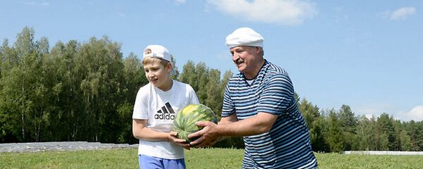 Уборка бахчевых культур и овощей на поле ГУ Дипсервис Управделами президента на территории официальной резиденции Дрозды, 20 августа 2014 года - Sputnik Беларусь