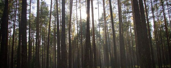 Сосны в Беловежской пуще Сосны в Беловежской пуще - Sputnik Беларусь