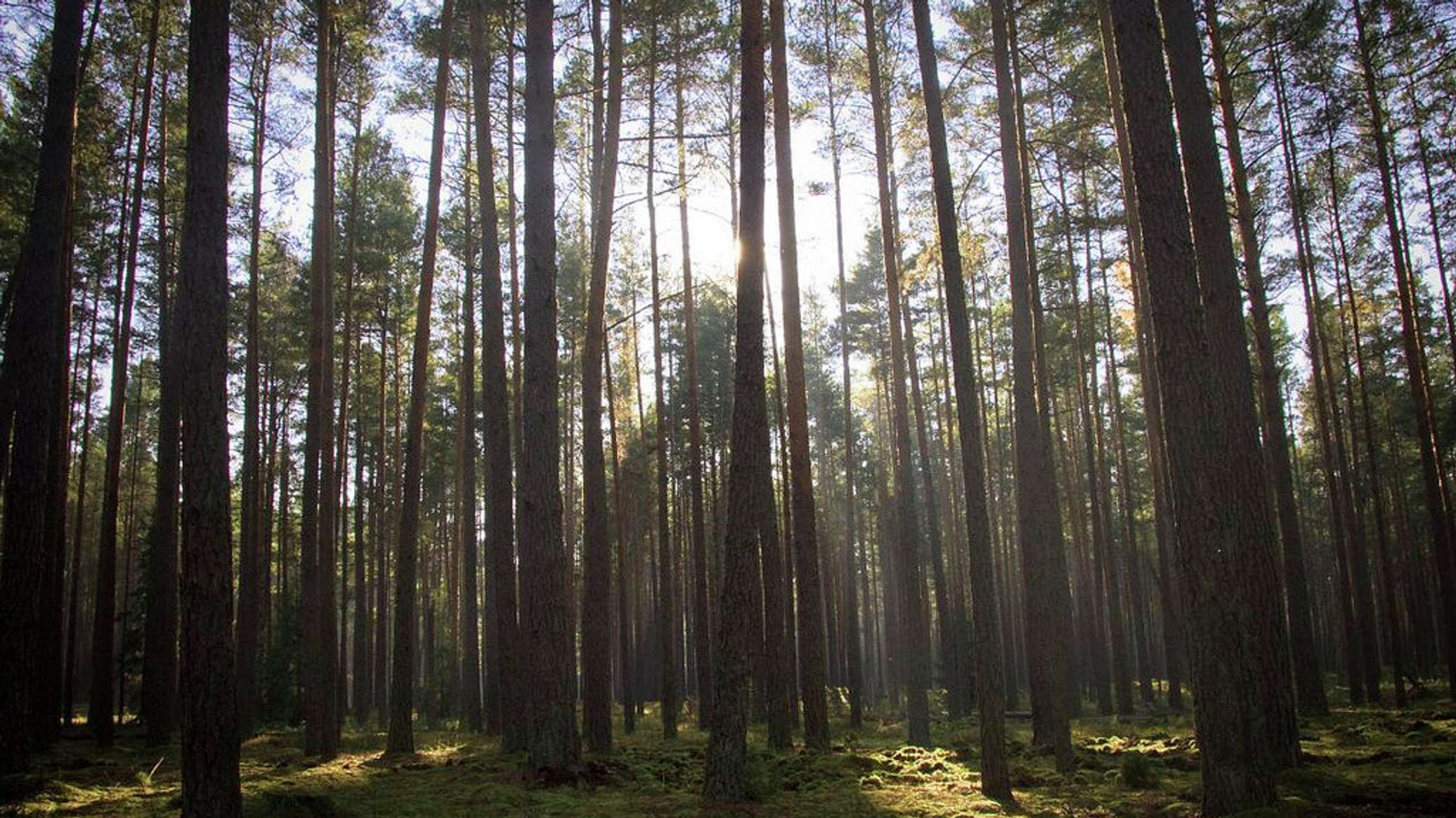 Национальный парк Калевальский Сосновый лес\