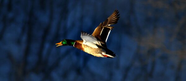 Кряква - Sputnik Беларусь