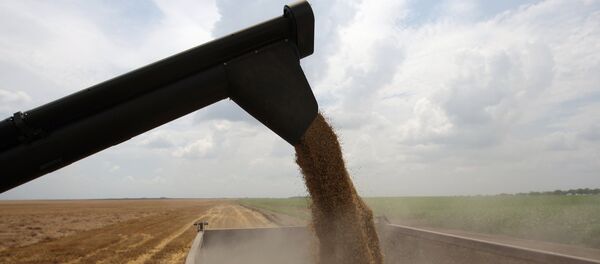 Уборка зерновых Уборка зерновых - Sputnik Беларусь